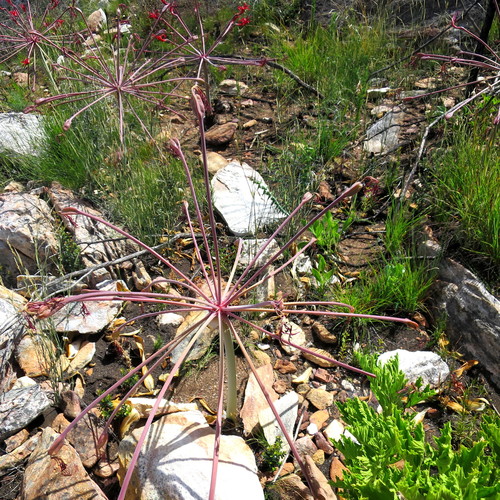 Image of Brunsvigia josephinae by no rights reserved