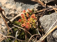 Crassula connata