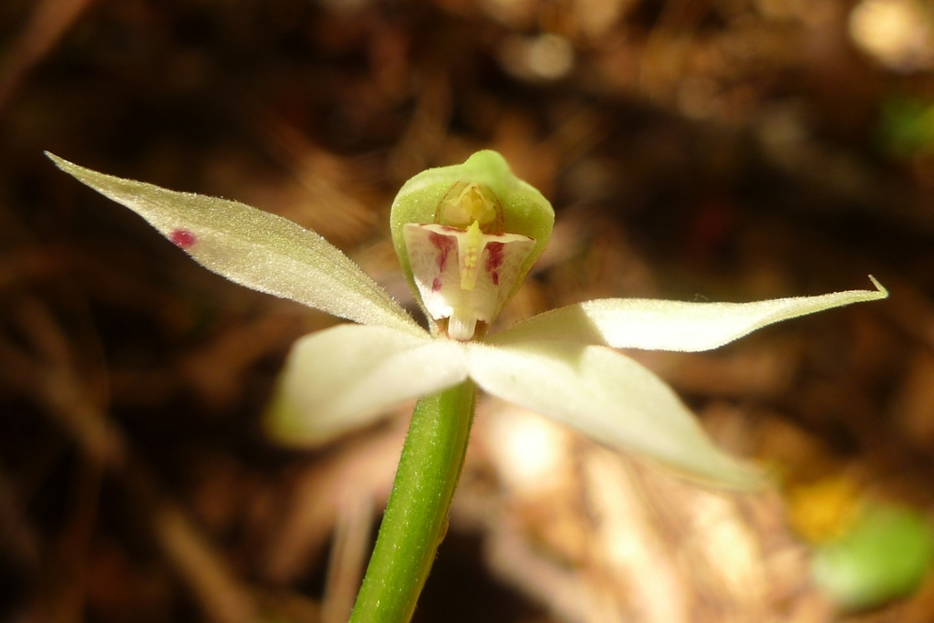 Slender Forest Orchid