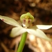 Slender Forest Orchid - Photo (c) Leon Perrie, some rights reserved (CC BY-NC), uploaded by Leon Perrie
