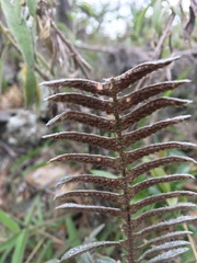 Pleopeltis fimbriata