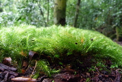 Pyrrhobryum paramattense