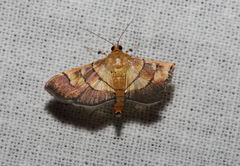 Syngamia latimarginalis