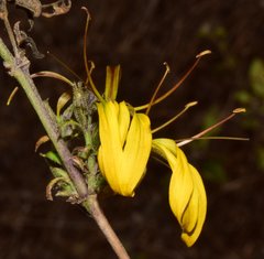 Mexacanthus mcvaughii