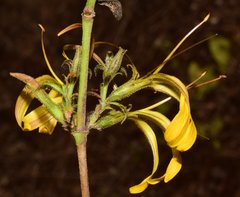 Mexacanthus mcvaughii