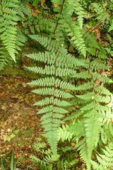 Hypolepis rufobarbata