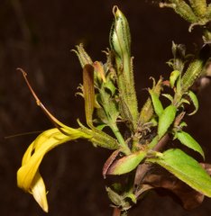 Mexacanthus mcvaughii