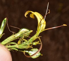Mexacanthus mcvaughii