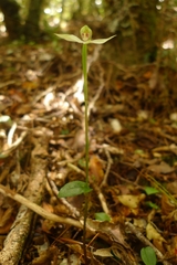 Adenochilus gracilis