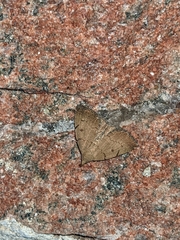 Zanclognatha protumnusalis