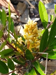 Homalolepis suffruticosa