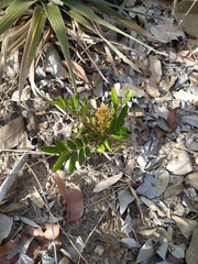 Homalolepis suffruticosa