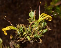 Mexacanthus mcvaughii