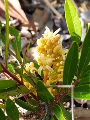 Homalolepis suffruticosa