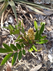 Homalolepis suffruticosa