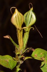 Mexacanthus mcvaughii