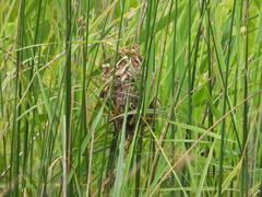 Cistothorus palustris