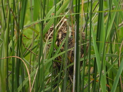 Cistothorus palustris