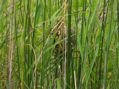 Cistothorus palustris