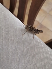 Calliptamus italicus
