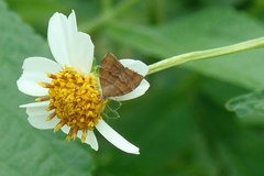 Choreutis achyrodes