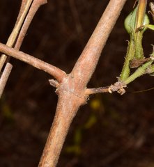Mexacanthus mcvaughii