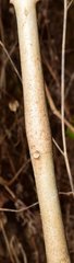 Mexacanthus mcvaughii