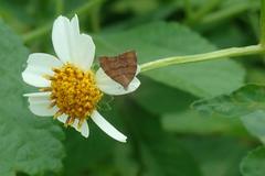 Choreutis achyrodes