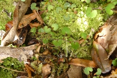 Viola filicaulis