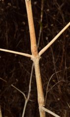 Mexacanthus mcvaughii