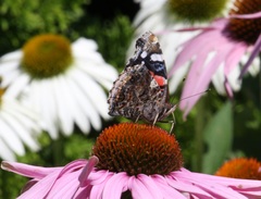 Vanessa atalanta