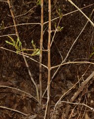 Mexacanthus mcvaughii
