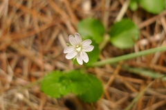 Epilobium pedunculare
