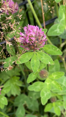 Trifolium pratense