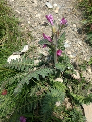 Pedicularis gyroflexa