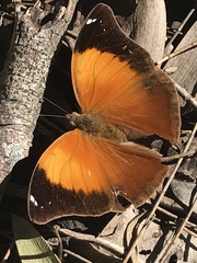 Doleschallia bisaltide australis