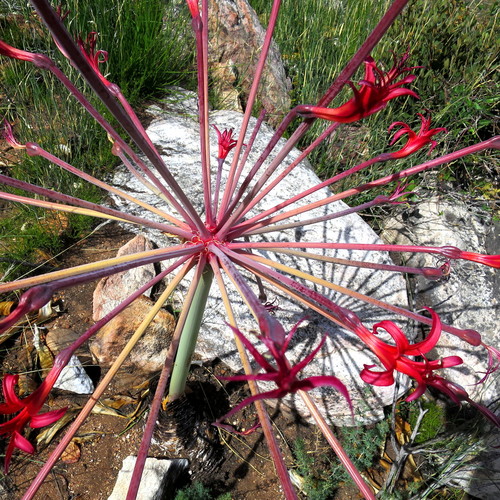 Image of Brunsvigia josephinae by no rights reserved