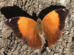 Doleschallia bisaltide australis