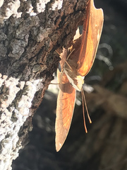 Doleschallia bisaltide australis