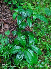 Tabernaemontana alternifolia