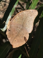 Doleschallia bisaltide australis