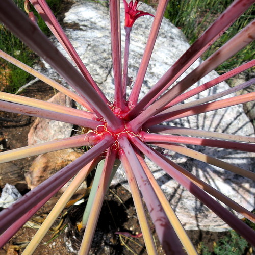 Image of Brunsvigia josephinae by no rights reserved