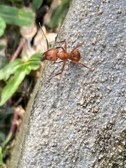 Camponotus hannani