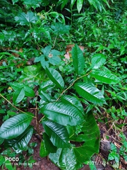 Chrysophyllum cainito