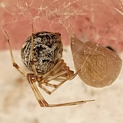 Parasteatoda tepidariorum