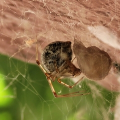 Parasteatoda tepidariorum