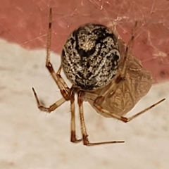 Parasteatoda tepidariorum