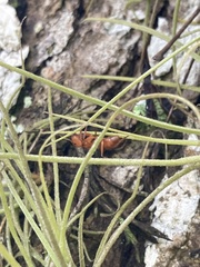 Camponotus hannani