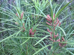 Podocarpus drouynianus