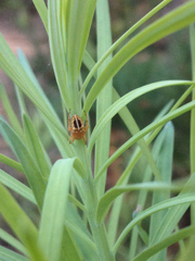 Podocarpus drouynianus